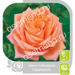 Роза ( Сибирская) Седукцион(ч/г)