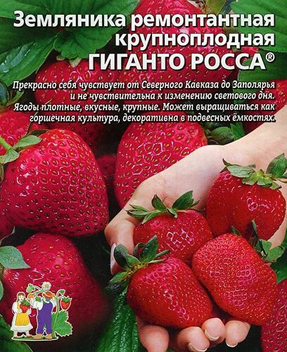 Земляника Гиганто Росса - ремонтантная // Уральский Дачник