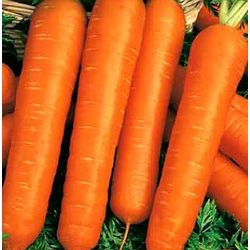 Морковь [драже] Настена (*300шт) // Гавриш