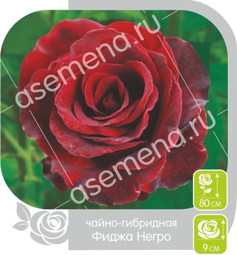 Роза ( Сибирская) Фиджа Негро(ч/г)