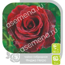 Роза ( Сибирская) Фиджа Негро(ч/г)