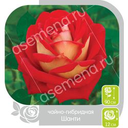 Роза ( Сибирская) Шанти