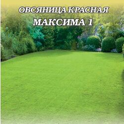 Овсяница красная Максима1  0,3 кг // Гавриш