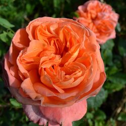 Роза ( Сибирская) Рене Госсини