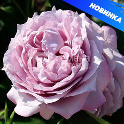 Роза ( Сибирская) Новалис