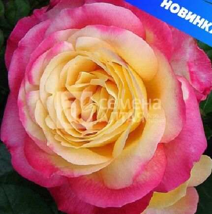 Роза ( Сибирская) Восточный экспресс