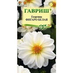 Ц Георгина Фигаро белая  7 шт // Гавриш