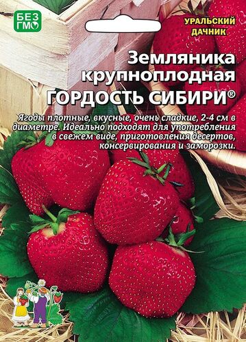 Земляника Гордость сибири - крупноплодная // Уральский Дачник