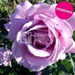 Роза ( Сибирская) Арфа