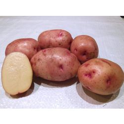 Картофель в сетках Жуковский ранний (Поиск) 3кг